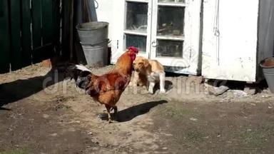一只美丽的红公鸡漫步在贫困村的庭院里。 小狗用爪子抓自己.