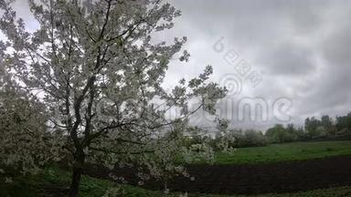 在一个阴天的春天，盛开的<strong>樱桃生长</strong>在花园附近。 一棵开花的树在风中摇曳。 时间推移
