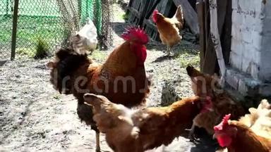 一只<strong>红脸</strong>公鸡在农村院子里的母鸡中间散步。 公鸡拍打翅膀. 慢动作。