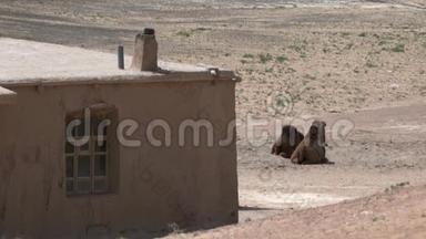 一对<strong>骆驼</strong>躺在<strong>沙漠中</strong>一座古老的粘土房子附近，空气因炎热而起伏
