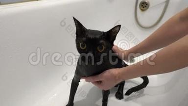 特写，一个女人从一只湿漉漉的黑猫身上<strong>擦水</strong>，它有一双黄色的大眼睛，坐在白色的浴室里。 保护