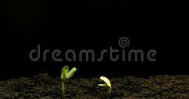 生长绿色黄瓜植株时间流逝。 延时种子生长，特写自然农业拍摄.. 蔬菜发芽