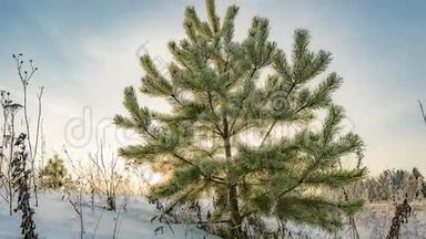 一幅美丽的冬日风景，一棵年轻的松树在美丽的冬日天空的背景下流逝