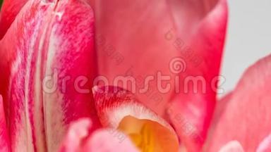 淡粉色双牡丹郁金花在白色背景上绽放的时间流逝，宏观
