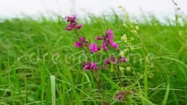 春天的<strong>大风</strong>天，绿野草长着紫色的花