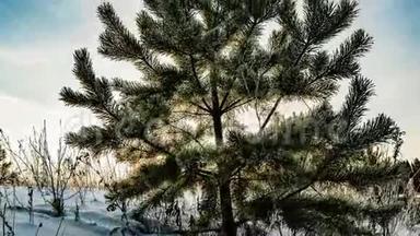 一幅美丽的<strong>冬日</strong>风景，一棵年轻的松树在美丽的<strong>冬日</strong>天空的背景下流逝