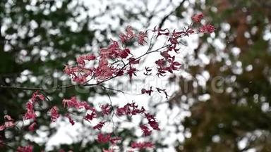 红色和干燥的枫叶在风中<strong>轻轻地</strong>吹着