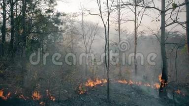 气候危机。 国家公园的火焰和烟雾。 <strong>森林</strong>大火毁坏了雨林。 4k