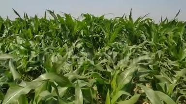 绿色的玉米田，风在农场花园里吹来。 白天的蓝天。 尼泊尔玉米绿叶