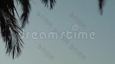 剪影棕榈树的叶子在<strong>蓝天海</strong>滩附近随风摆动。