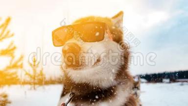戴墨镜的狗的肖像，摄影，降雪