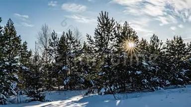 冬天在森林里下雪，圣诞节晚上下雪。 在圣诞公园里，下雪了。 美丽美丽
