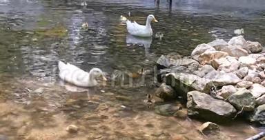 两只白鸭和<strong>小鸭子</strong>在河里<strong>游泳</strong>。