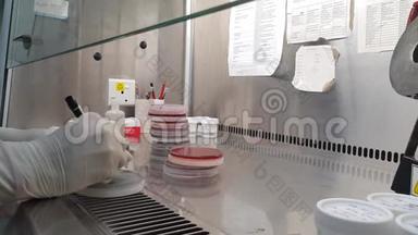 微生物实验室用带手套的手在油烟罩上标记培养板
