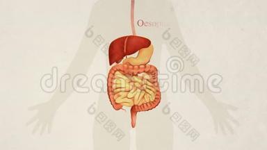 胃肠道解剖图解