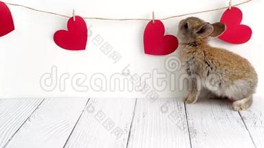 小棕兔。 情人节`动物。 可爱的兔子在白色的背景和红色的心。 农业，兔子