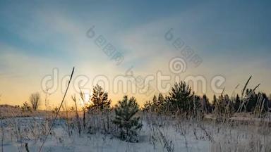 一幅美丽的冬日风景，一棵年轻的松树在美丽的冬日天空的背景下流逝
