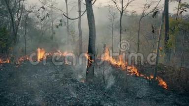 气候危机。 国家公园的大火焰。 森林大火摧毁了森林。 4k