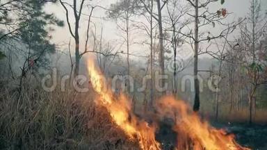 气候危机。 国家公园的大火焰。 森林大火摧毁了森林。 4k