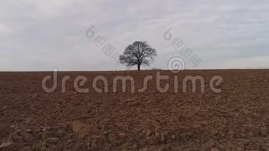农业领域的孤独树