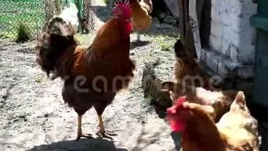 一只<strong>红脸</strong>公鸡在农村院子里的母鸡中间散步。 公鸡拍打翅膀