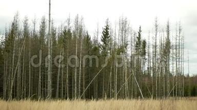 树皮木甲虫虫害Ips型虫侵染，云杉韧皮树侵染欧洲云杉，使它们成为它们的害虫