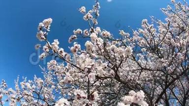 春天的花朵背景。 在蓝天的背景上开着花的杏子。
