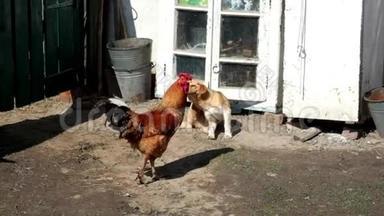 一只美丽的红公鸡漫步在<strong>贫困</strong>村的庭院里。 小狗用爪子抓自己. 慢动作。