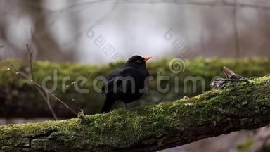常见的黑鸟都德斯梅鲁拉坐在树上。 早春。 大自然的声音