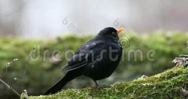常见的黑鸟都德斯梅鲁拉坐在树上。 早春。 大自然的声音