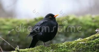 常见的黑鸟都德斯梅鲁拉坐在树上。 <strong>早春</strong>。 我听起来<strong>自然</strong>