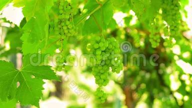 成熟的葡萄葡萄园秋天。 熟葡萄藤上的葡萄，用来做红葡萄酒或白葡萄酒。 乡间美丽的葡萄园。