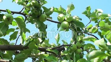 苹果树在果园里，成熟的苹果准备收割。 有机水果，青苹果