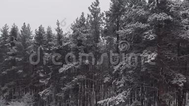 令人叹为观止的飞在平静的雪覆盖雪杉，松树。 冬时，风景秀丽.. 童话森林，冰冻