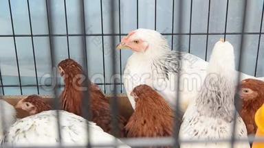 家禽养殖场笼中鸡群.. 村里的农场里有一群家养鸡. 食品和肉类工业。 布里迪