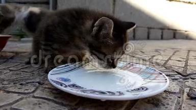 小猫喝茶托里的牛奶