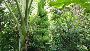 热带丛林中的绿色<strong>香蕉</strong>水果