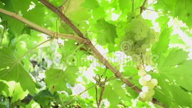 成熟的葡萄葡萄园秋天。 葡萄园：酿造白葡萄酒的葡萄园