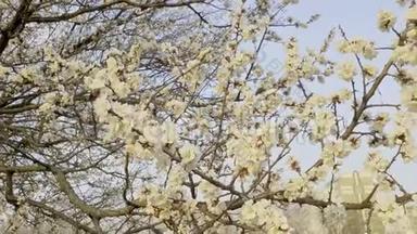 春天在刮风的日子开花的苹果树。 白花的树