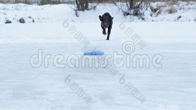 狗<strong>跑到</strong>冰湖上的玩具前，滑倒了，简直难以忍受摔下来