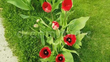美丽多彩的红色郁金香花开在春天的花园里.. 春天盛开的装饰郁金香花