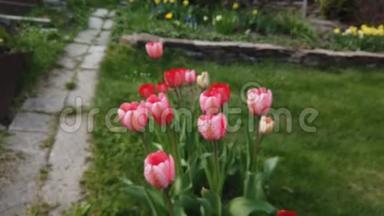 美丽多彩的红色郁金香花开在春天的花园里.. 春天盛开的装饰郁金香花