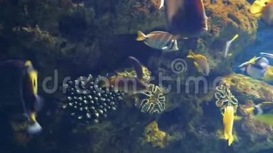 明亮的热带鱼在<strong>纯净</strong>的水中在珊瑚中游泳。