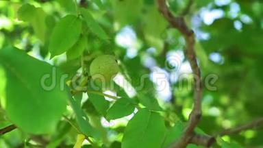 花园里树枝上的绿胡桃。 树枝上的核桃。 树上的坚果。 未熟核桃