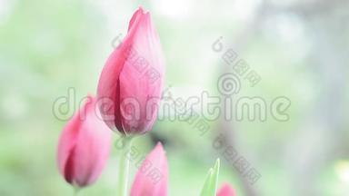 美丽的郁金香花在郁金香领域与模糊背景的彩色郁金香在领域。 郁金香花蕾，绿色清新