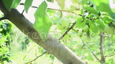 <strong>绿色</strong>苹果特写水果生长.. 有机果在果园里生长，特写..