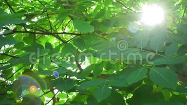 核桃树上阳光明媚的一天，阳光透过树枝，镜头眩光。 有机健康<strong>水</strong>果，坚果，正在生长