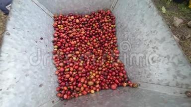 成熟的咖啡樱桃正在咖啡豆<strong>剥皮</strong>机加工。