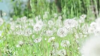 夏天的蒲公英绿野.. 夏天的风景美丽的花草在田野里