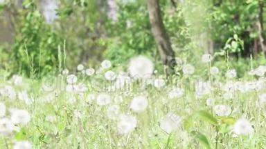 美丽的草地上有清新的春天绿草。 具有药用功效的蒲公英植物.. 夏季概念。
